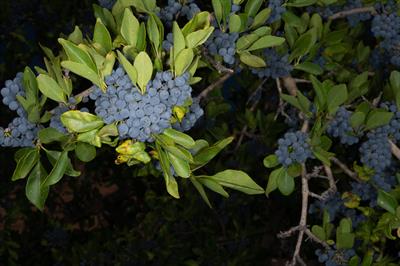 Forestiera pubescen