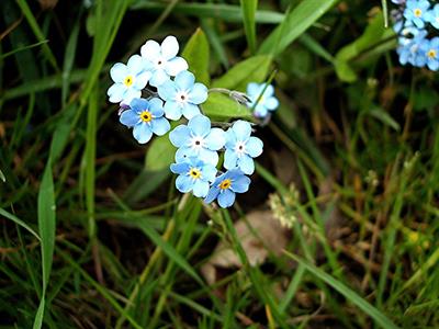 Myosotis sylvatica