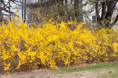 Forsythia × intermed
