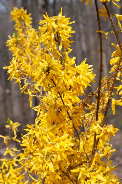 Forsythia × interme