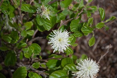 Fothergilla gardenii - فوترگیلا کوتاه