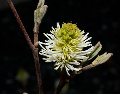 dwarf fothergilla