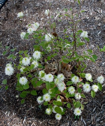Fothergilla major - فوترگیلا بزرگ