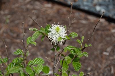 Fothergilla major - فوترگیلا بزرگ