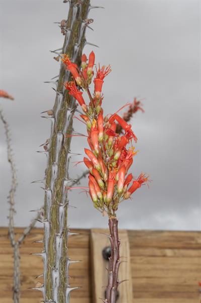  Fouquieria splenden