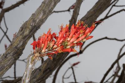 Fouquieria splenden