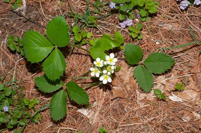 Fragaria virginiana - توت‌فرنگی وحشی آمریکایی