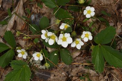 Fragaria virginiana