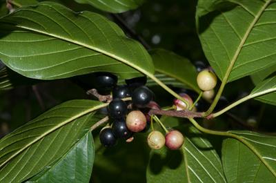 Frangula alnus