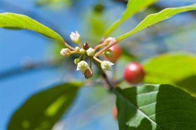 Frangula alnus
