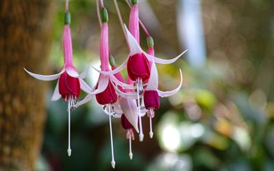 Fuchsia