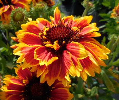 Gaillardia