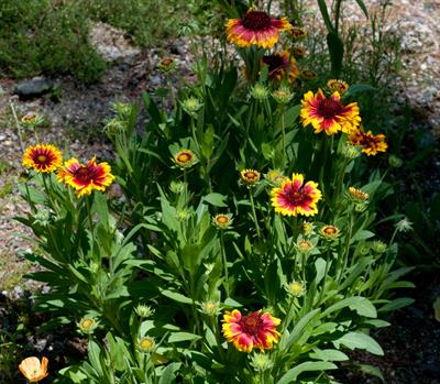 Gaillardia pulchella - رعنا زیبا
