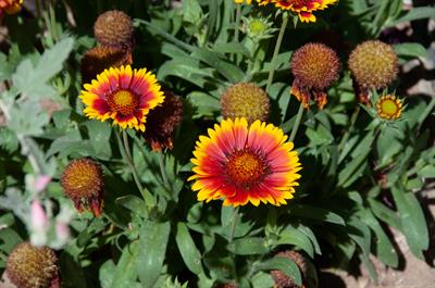 Gaillardia pulchella