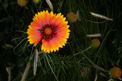 Gaillardia suavis