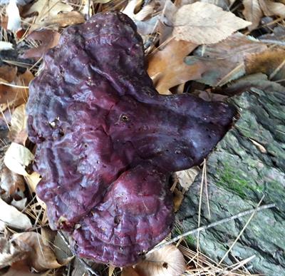 Ganoderma tsugae