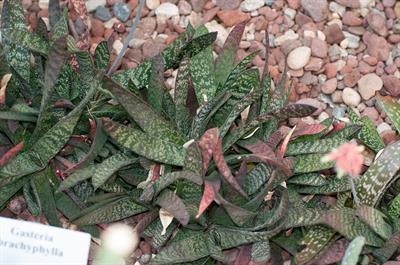 Gasteria brachyphyll