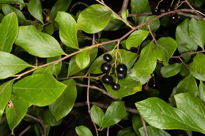 common huckleberry