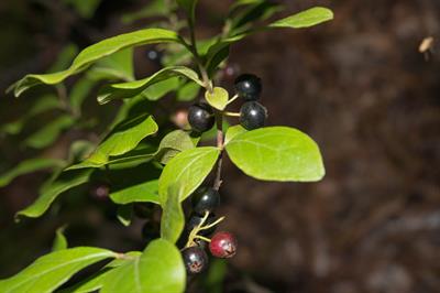 the black huckleberry