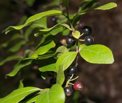 هاکل‌بری سیاه