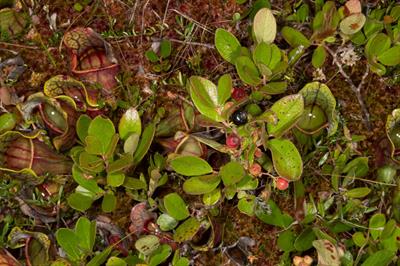 Gaylussacia dumosa