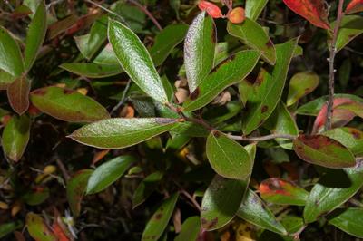 Gaylussacia dumosa