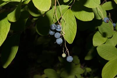 Gaylussacia frondosa