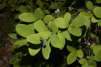 Gaylussacia frondos