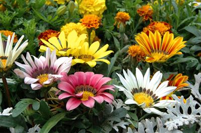 Gazania