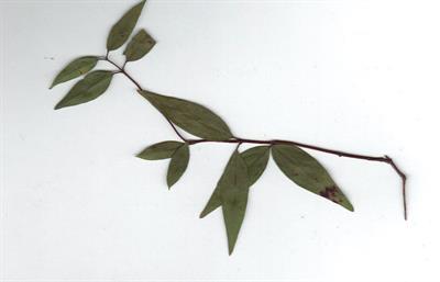Gelsemium sempervir