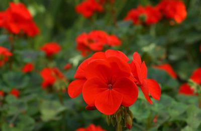 Geranium