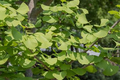 Ginkgo biloba - ژینکو