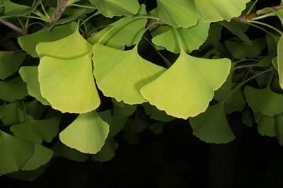 Ginkgo biloba - ژینکو