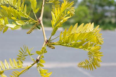 Gleditsia triacantho