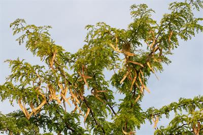 Gleditsia triacantho