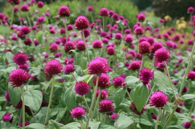 Gomphrena