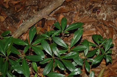 Gordonia lasianthus