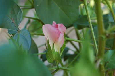 Gossypium hirsutum