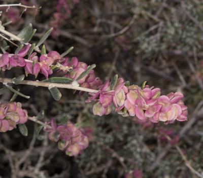 Grayia spinosa