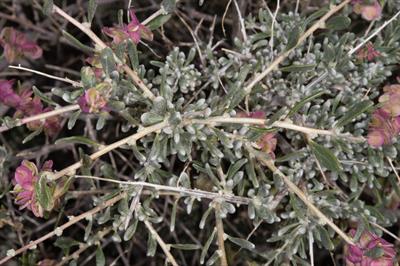 هوپسِیج خاردار