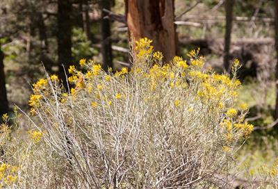 Gutierrezia microcep