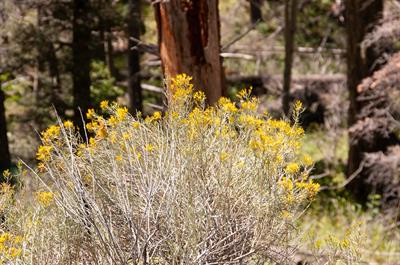 اسنیک‌ویدِ گل‌ریز