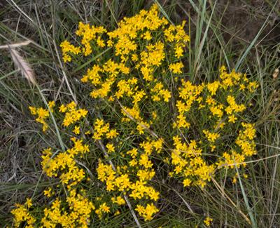 علف مار جاروئی