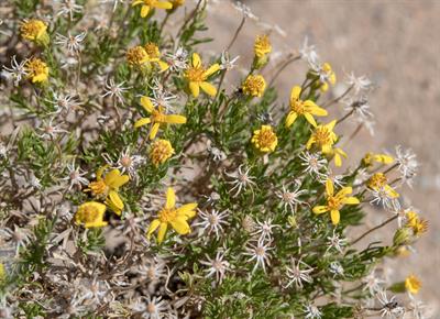 Gutierrezia sarothrae