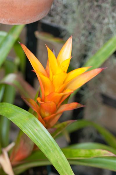 Guzmania lingulata