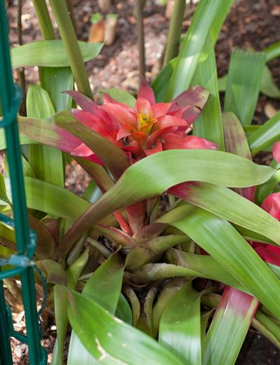 Guzmania lingulata - ستاره سرخ