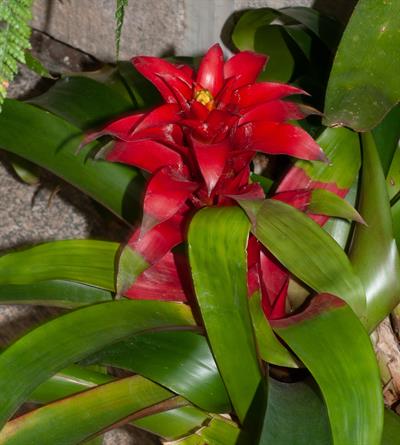 Guzmania lingulata