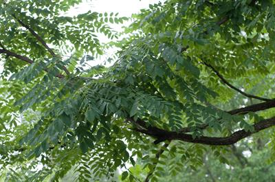 Gymnocladus dioicus