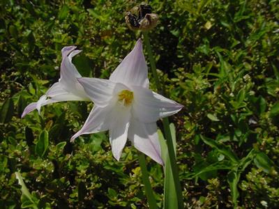 Habranthus