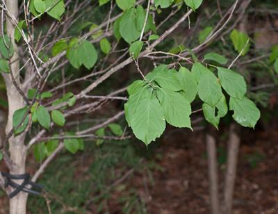 Halesia tetraptera